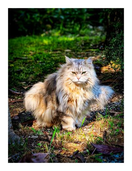 The photo is of a long-haired cat with a thick, fluffy coat. She is grey, cream, and light brown. She is sitting on a patch of grass and dirt, in her garden with sunlight highlighting her fur. The background includes green foliage and trees and some shadows. She appears to be looking just off camera with a calm but slightly annoyed expression