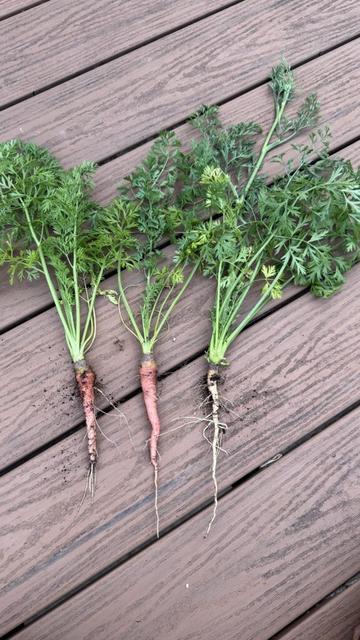 Why are my carrots so thin?