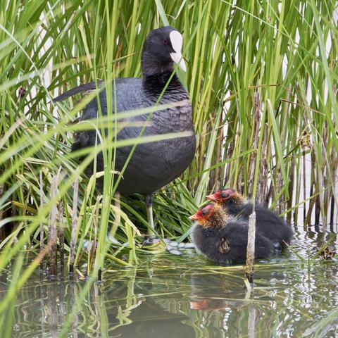 Coot with chicks