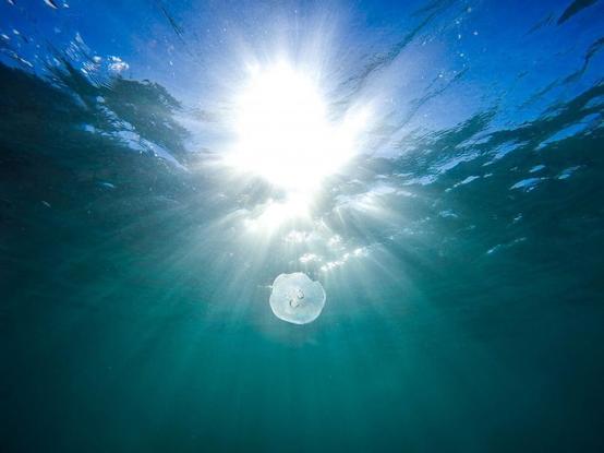 image/jpeg diffused rays of sunlight are seen from underwater with a lone transparent jellyfish floating in the light column. Photo from Pexels, CC Freerange.