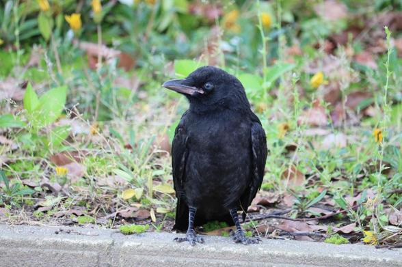 Crow fledgling in the park, looking at me.