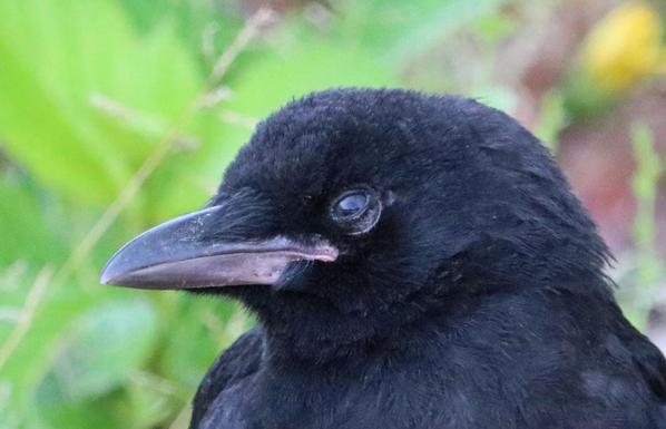 Baby crow blinking, its eyelid is partially covering its eye)