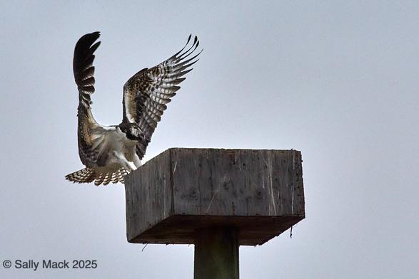 Color photo of an osprey landing on a wooden nest box atop a pole. The bird has either just landed or is about to within seconds, feet aren't visible so touchdown can't be confirmed. Wings are still extended upward in preparation for being folded. Background is blue sky.