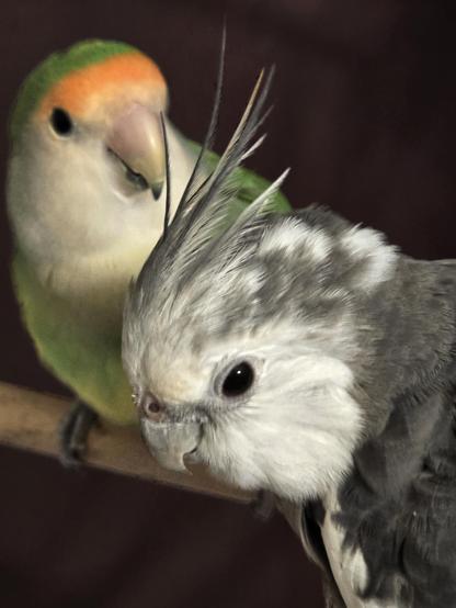 The focus is on a white-faced Cockatiel. Snuggled up close behind him & about to preen his crest is a little green lovebird with a peach-colored "boop" spot above the beak. These are my two small rescue parrots, Boobear the 28-year-old Cockatiel and Nyota the domestic-bred peach-faced lovebird found after Hurricane Isaac in 2012. Photo taken this morning, May 31, 2025.  A small parrot is a decades-long commitment but pays dividends in cute! Photo of my pet birds by Peachfront.