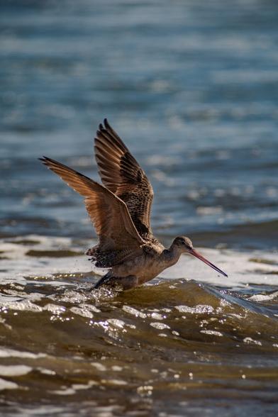 A shorebird called a godwit takes flight from shallow ocean water. The bird's wings are fully extended upward, revealing intricate feather patterns in shades of brown and tan. Its long, slender beak is prominently visible, extending straight out from its head. The bird's feet are just leaving the water's surface, creating small splashes. Sunlight catches on the bird's plumage, highlighting the texture of its feathers. The background shows the ocean with gentle waves and a mix of blue and green hues. The water in the foreground is shallow enough to see the sandy bottom, while deeper water is visible further out.