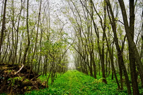 A foggy forest with green grass.
