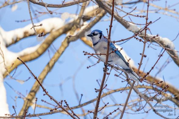 A bright, frosty Blue Jay perches among the first buds of spring in a snowy tree.
