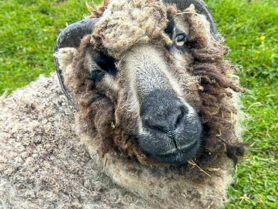 Shetland sheep