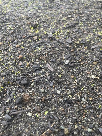 tiny green leaves sprout from dirt and sand