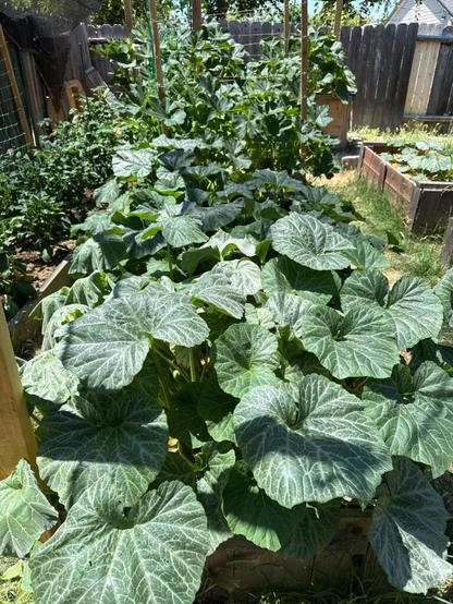 Behold! The power of shade cloth.
