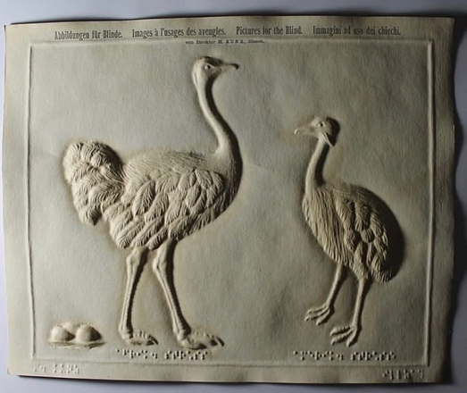 A piece of thick paper with a raised image of 2 ostriches, with brail below