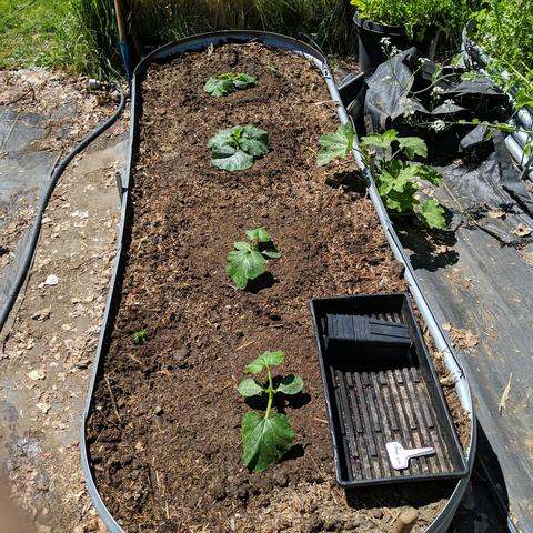A 9x3 foot raised bed with 4 summer squash planted. The far two are zucchini and the near two are yellow crookneck. There is a black polyethylene 1020 tray setting on the near right side of the bed with empty square pots and some plant tags.