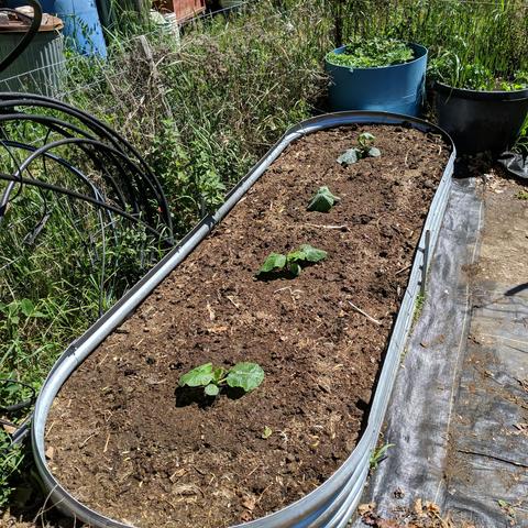 A 9x3 foot raised garden bed with 4 winter squash plants. They are nearest 2 bush acorn type, and farthest 2 bush butternut type. Beyond the bed are two very large planters with oregano and marigolds growing in them. There is a weedy fenceline to the left that has grass, oregano, catnip, strawberries, mysteries.