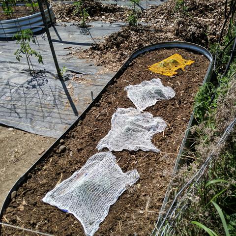 The winter squash bed with the plants covered with netting from onion bags. This netting is more solid but less stretchy. 3 white nets and one yellow net.