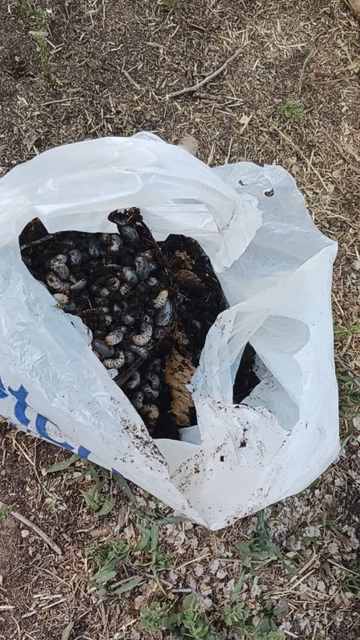 Avoid Expert Gardener soil