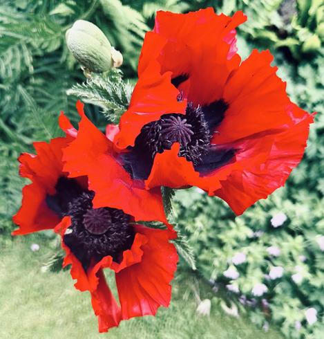 Just a couple of bright red Poppies