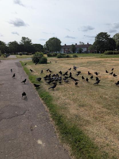 A flock of crows on very dry grass at an easy London park. They are gathering around some nuts I threw to them.
