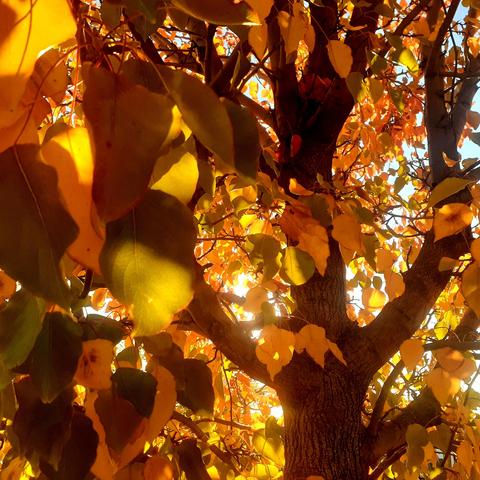 Sunlight streams from behind the golden brown leaves of a deciduous tree.