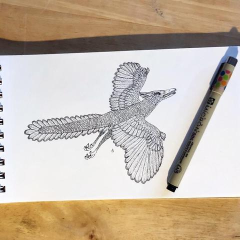 A drawing pad on a wooden table with a black and white pen and ink drawing of an archaeopteryx in flight. A Pigma Micron 005 pen sits next to the drawing.