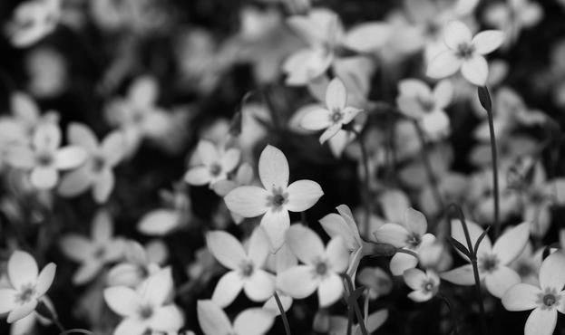 Macro photograph in black and white of a carpet of four petal flowers looking like little stars, very close to each other. The centre of the flowers have another motif looking like eight petals flowers, as if it was printed on the petals. Shallow depth of field used with the macro lens creates different zones of sharpness, with some flowers in focus and others blurred.