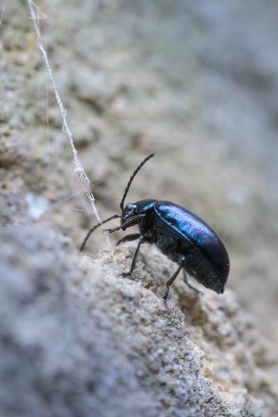 Dark blue, iridescent and metallic beetle - on a craggy cliff of an old stone wall - gingerly poking at a ragged cord of spider silk.
