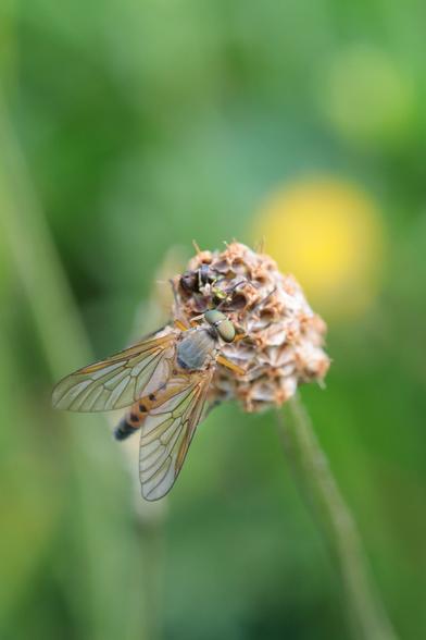 Fly with bulbous, pale green compound eyes, a translucent, pale yellow and black abdomen and folded, transparent wings on an old meadow flower.