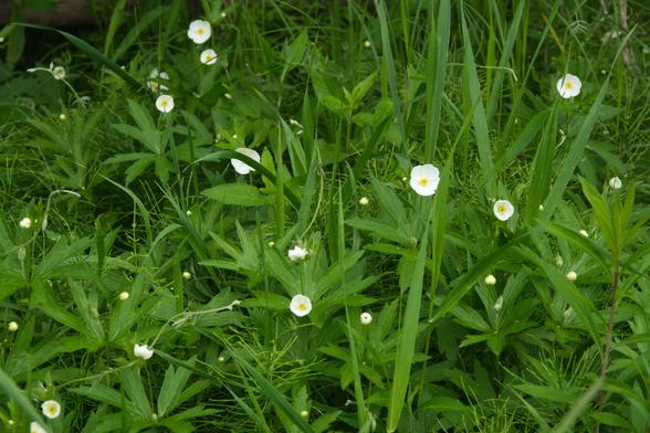 Dots of white flowers with small golden centers seem to float among lush green leaves and grass blades like oversized fairy dust.

Meadow anemones (Anemonastrum canadense)