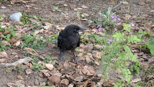Crow fledgling