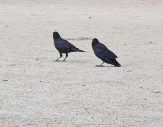 "Poor little crow" (right) following one of his siblings who doesn't care. (to be honest the two "normal" fledglings don't care much for each other either at this stage, but still, they follow each other and spend most of their day not too far from each other)