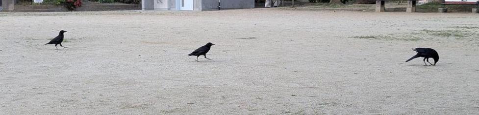 Right: Mr. Crow eating a peanut. 
Middle: "Poor little crow" going to check what dad is doing and hoping some attention from him.
Left: One of the siblings doing the same.

Dad didn't give food to either of them. Reserves must be rebuilt after the "cleaning of the park" from the morning, that has destroyed some of the secret stashes.