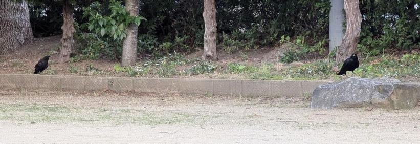 Right: Ms Crow returning from somewhere and checking me out to see if I have peanuts.
Left: "Poor little crow" wanting attention from mom (she didn't give any)