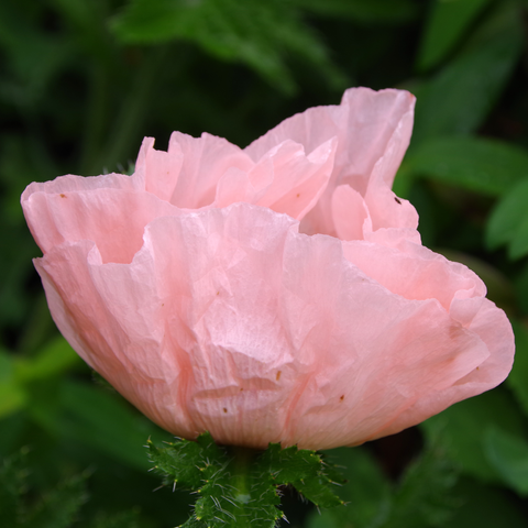 Rosa, faltige Blüte vor grünem Hintergrund.