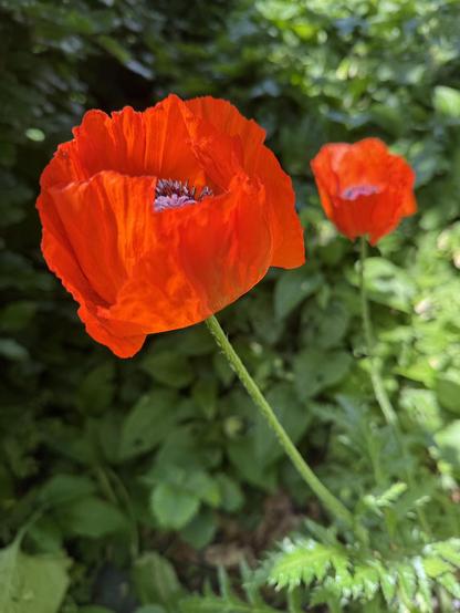 zwei rote mohnblüten vor grün