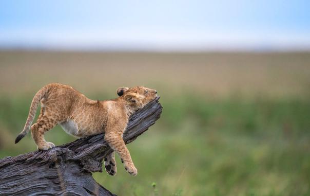 wild lion cub resting on a log face on wood rear in air