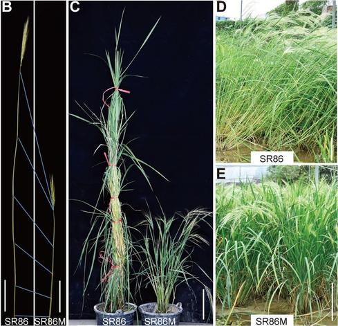 Morphological images of SR86 and SR86M rice plants in the lab and in the field.