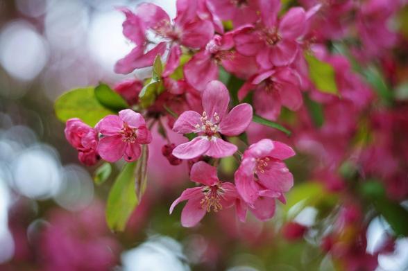 A close up image of pink crab apple blooms filling a tree in spring.