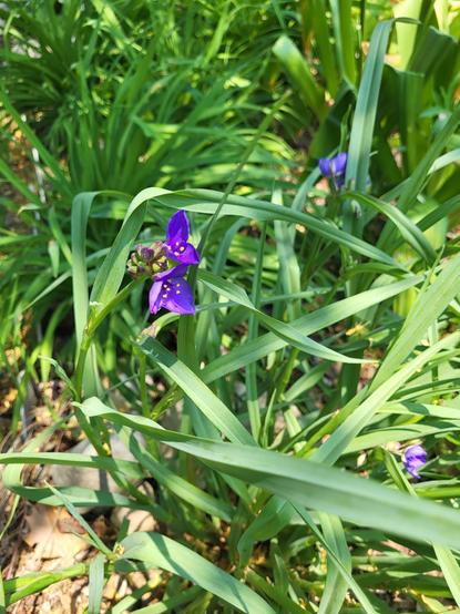 A clump of Ohio spiderwort, which has daylilly like leaves with a couple little purple flowers