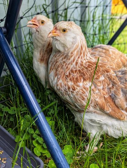 A close-up shot shows two young Faverolles chickens standing in green grass. The chicken in the foreground is slightly larger and in sharper focus, showing its fluffy white and light brown feathers, small yellow beak, and pale eye. The chicken behind it is partially obscured and slightly out of focus. They are near a dark blue structure, possibly part of their enclosure, and some clover leaves are visible amongst the grass. The lighting appears to be natural daylight.