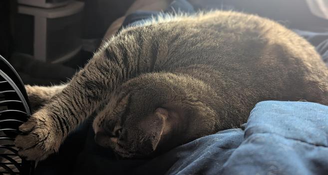Waffles the three-legged, chonky, tabby cat, lying on my lap, stretching out.