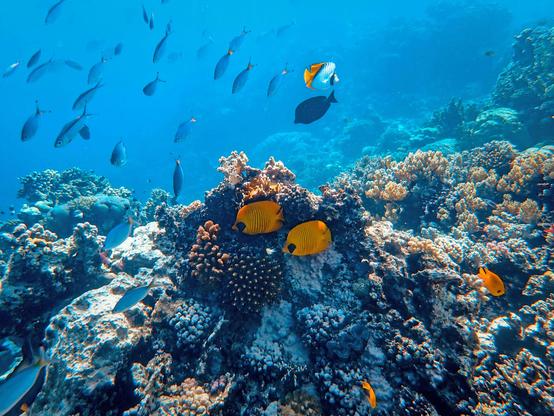 Vibrant underwater coral reef scene with diverse marine life. In the foreground, a large dark coral formation with white spotted patterns hosts two bright yellow butterflyfish with distinctive black markings near their eyes. The reef features various coral structures in browns, blues, and whites scattered across the seafloor. Multiple tropical fish swim throughout the crystal-clear blue water, including small silver fish in schools, a black tang, and an orange and white striped fish. Additional small orange fish are visible near the coral formations on the right side of the image. The water is exceptionally clear, creating excellent visibility of this thriving coral ecosystem. Photo by Francesco Ungaro: https://www.pexels.com/photo/underwater-photography-of-fish-3361052/
