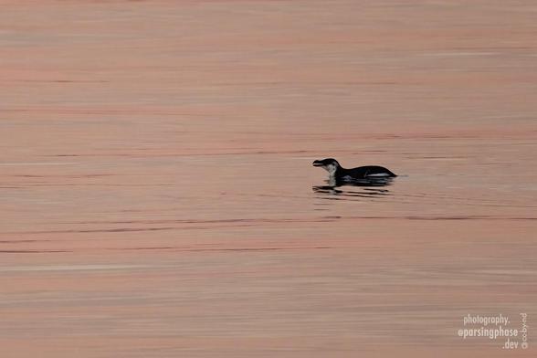 A little penguin-like seabird swims through the ripples of a near-calm sea reflecting the colors of sunset.