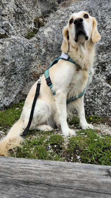 A golden Retriver sit in the Mountains