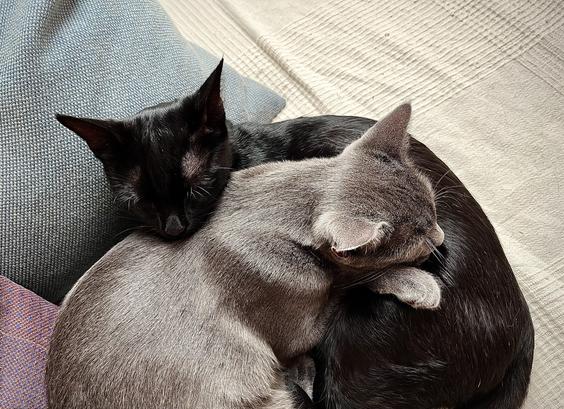 Graue Katze liegt auf schwarzer Katze beide schlafen