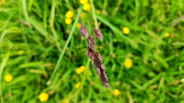 Purple grass flower head close-up, blurry Meadow Buttercup and green background