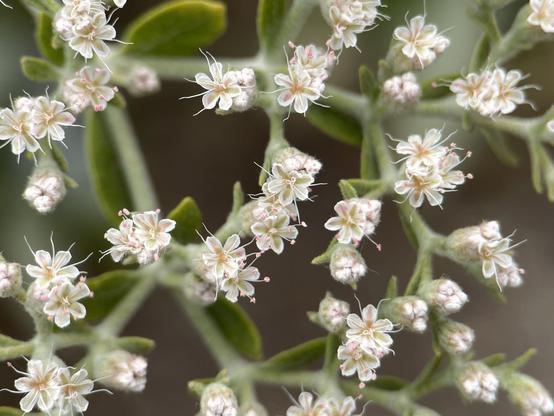 A zig zag of delicate stems and tiny flowers in a fractal pattern. The stems are gray green with small paddle shaped leaves. The flowers are single layers of white petals in a star shape with soft pink centers. Stamens have white filaments, and anthers are pink