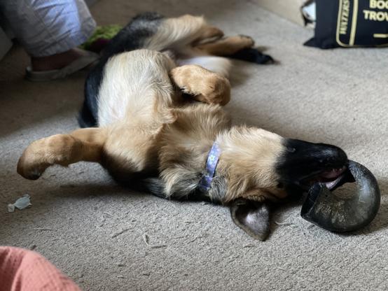 A young German Shepherd lying on her back with a buffalo horn in her mouth, looking like she’s blowing it.