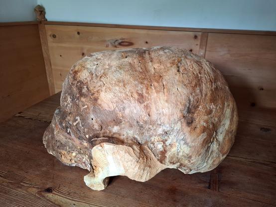 The image showcases a large, natural wooden burl with a round shape and a big partial carved knot on the center on a rustic wooden table in a cozy corner of a traditionally paneled wooden room. The burl has an irregular, organic surface with swirling grain patterns and a mix of colors ranging from light beige and tan to rich, darker browns. It appears to be a dense, heavy piece of wood possibly a root formation or a growth caused by stress on a tree that has been partially cleaned to reveal its intricate texture. The form arches smoothly with two solid ends resting on the tabletop, resembling a bridge or a creature frozen mid-motion. The warm wooden tones of the background enhance the natural aesthetic of the burl, creating a harmonious and earthy atmosphere. A small carved figure in the corner adds a whimsical touch to the otherwise minimal rustic decor.