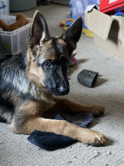 A young German Shepherd looking towards the camera whilst laying a paw over a stolen blue slipper. She seems to have one eyebrow raised and is completely un-phased by the crime being committed.