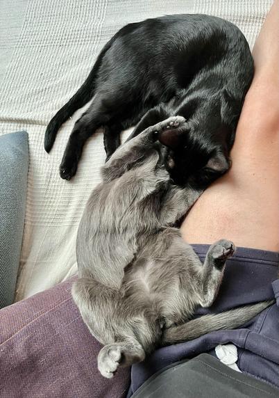 Meine beiden Katzen die beim Kämpfen eingeschlafen sind. Die Graue liegt auf dem Rücken und versucht den Kopf des schwarzen mit den Pfoten zu greifen