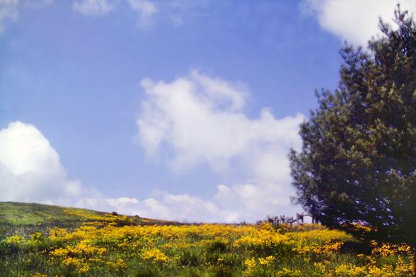 Beneath a deep cornflower blue sky with fluffy white clouds we are standing on a rolling meadow of lush green grass sprinkled with hundreds of yellow daffodils. To our right is a tall, spreading evergreen tree standing alone. Beyond that is a rustic-looking fence of unfinished wood.